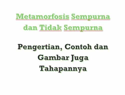 Detail Gambar Metamorfosis Sempurna Tidak Sempurna Nomer 55