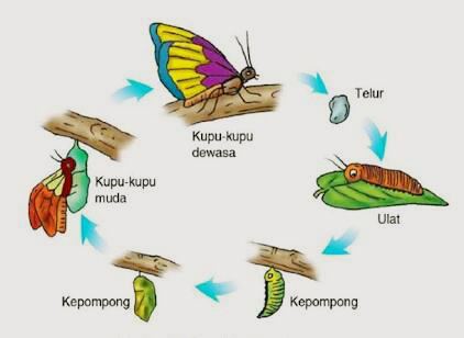 Detail Gambar Metamorfosis Tidak Sempurna Nomer 42