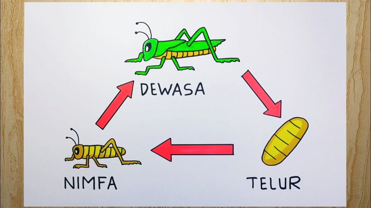 Detail Gambar Metamorfosis Tidak Sempurna Nomer 44