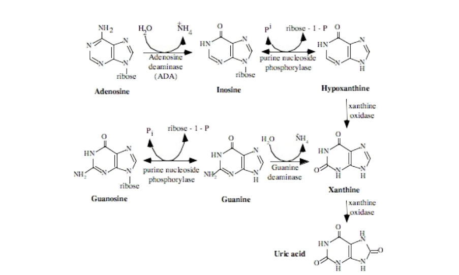 Detail Gambar Metbolisme Purin Nomer 13
