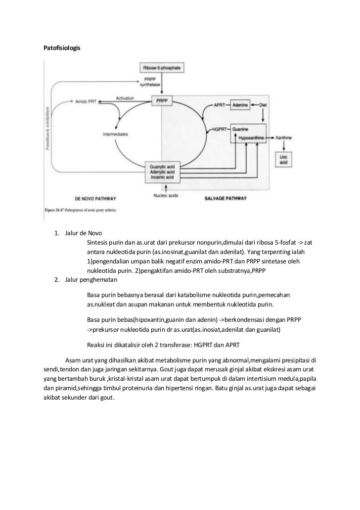 Detail Gambar Metbolisme Purin Nomer 14