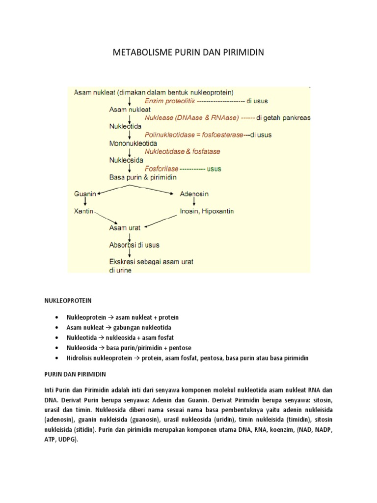 Detail Gambar Metbolisme Purin Nomer 15