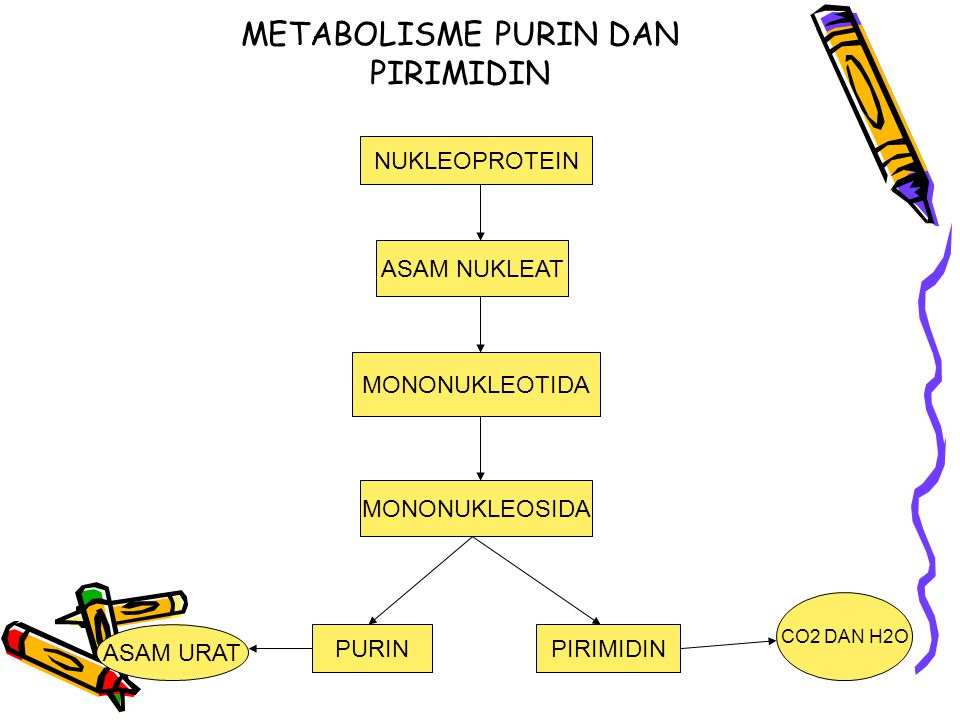 Detail Gambar Metbolisme Purin Nomer 3