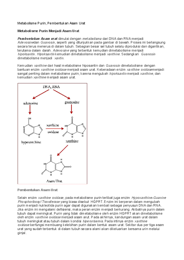 Detail Gambar Metbolisme Purin Nomer 9