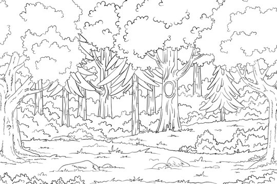 Detail Gambar Mewarna Colouring Picture Forest Nomer 9