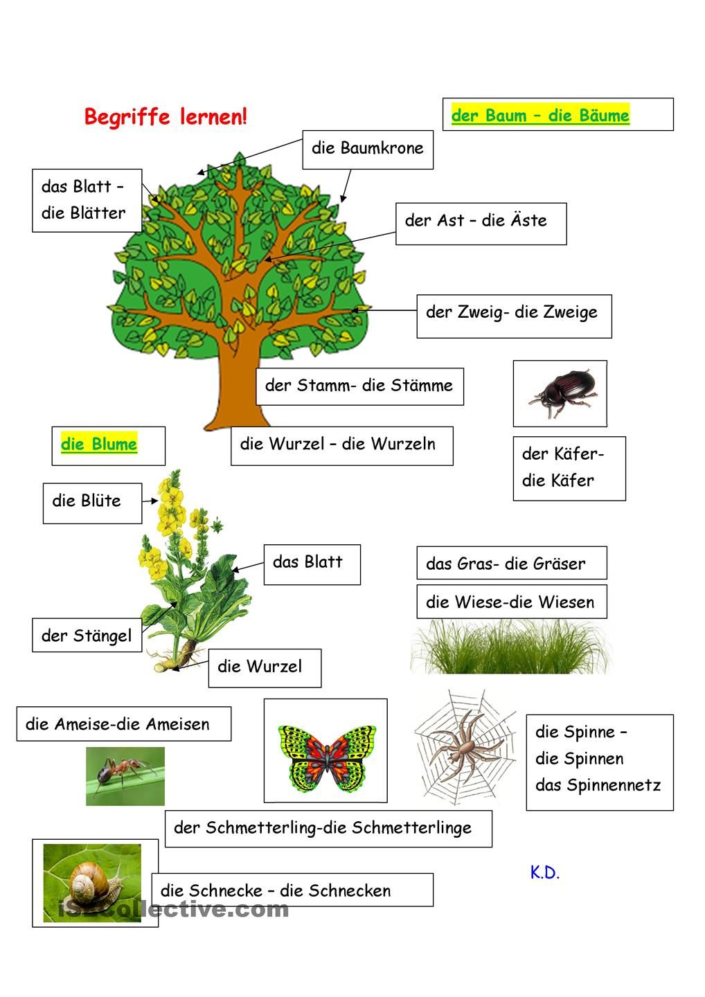 Detail Arbeitsblatt Eiche Nomer 5