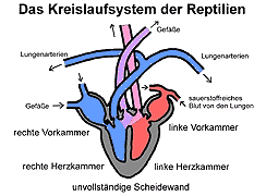 Detail Blutkreislauf Bild Nomer 13