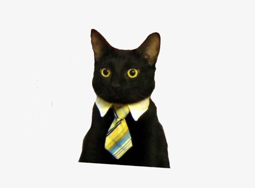 Business Cat Meme - KibrisPDR