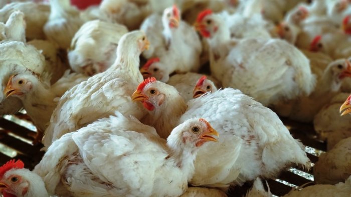 Detail Contoh Surat Izin Usaha Peternakan Ayam Nomer 36