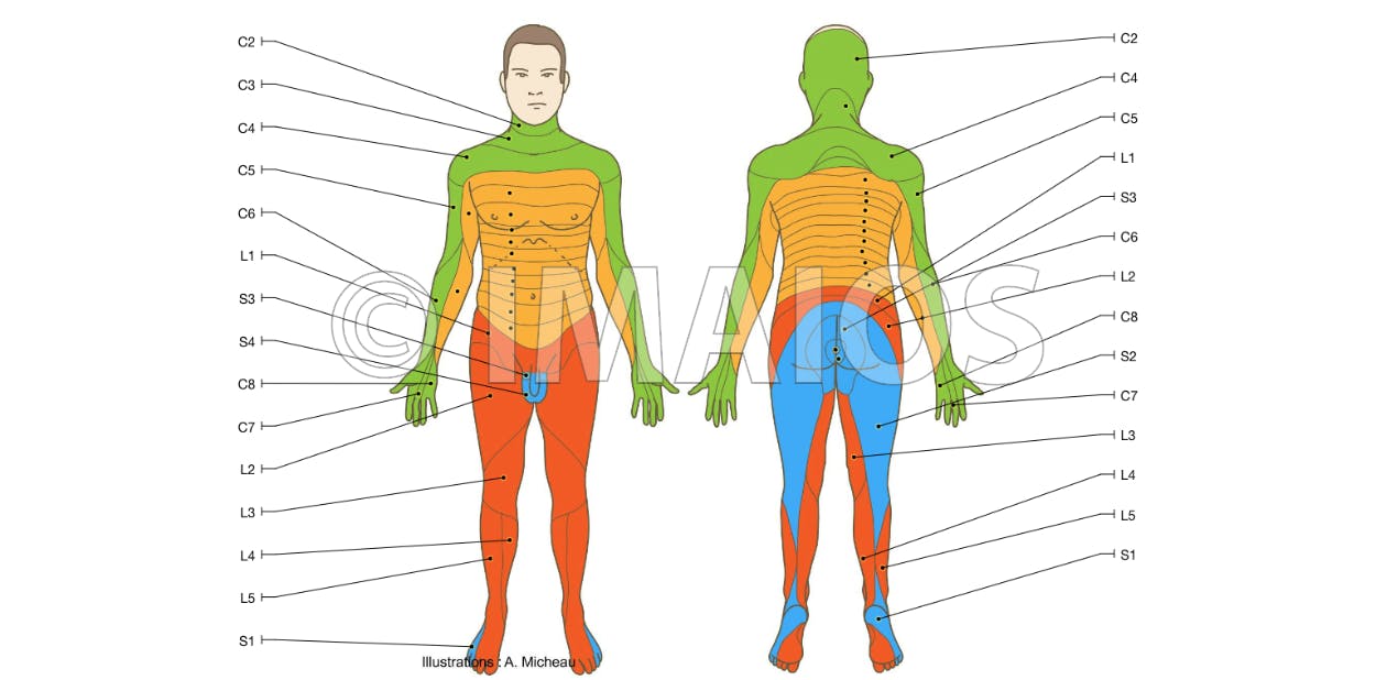 Detail Dermatome Kopf Nomer 10