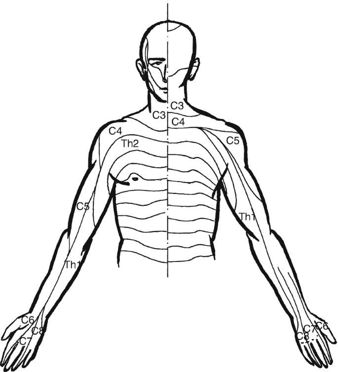 Detail Dermatome Kopf Nomer 13