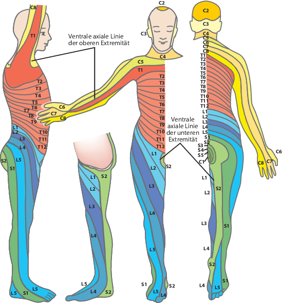 Detail Dermatome Kopf Nomer 3