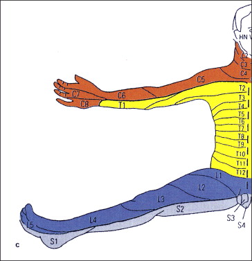 Detail Dermatome Kopf Nomer 5