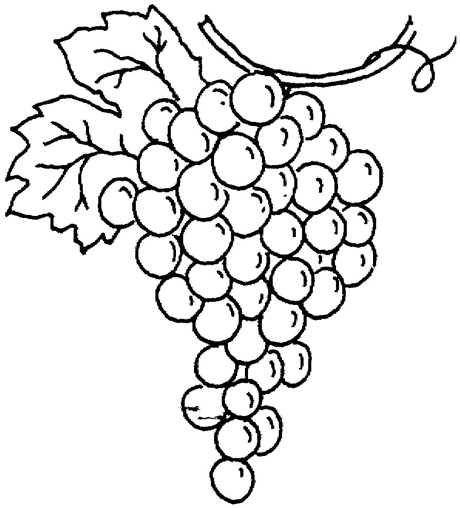 Detail Gambar Mewarnai Buah Anggur Nomer 20