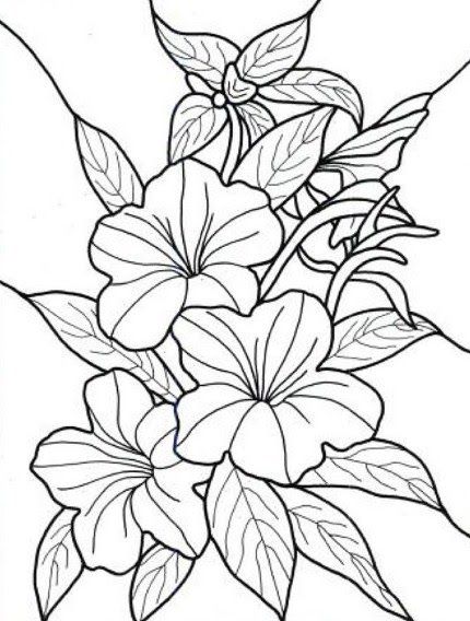 Detail Gambar Mewarnai Bunga Kamboja Nomer 12