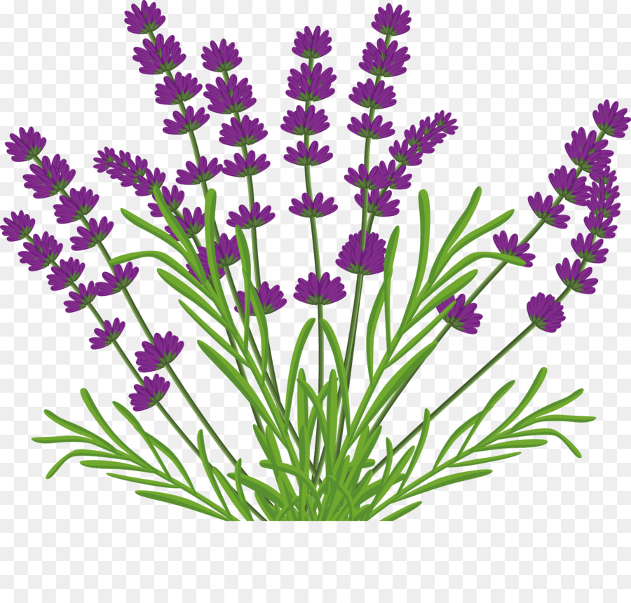 Detail Gambar Mewarnai Bunga Lavender Nomer 11