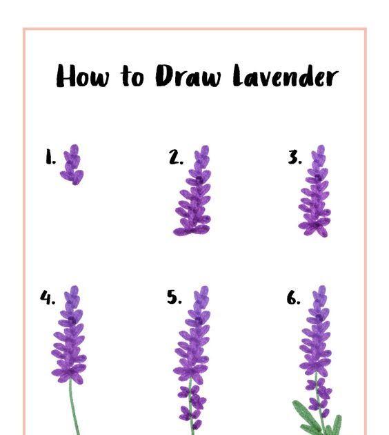 Detail Gambar Mewarnai Bunga Lavender Nomer 5