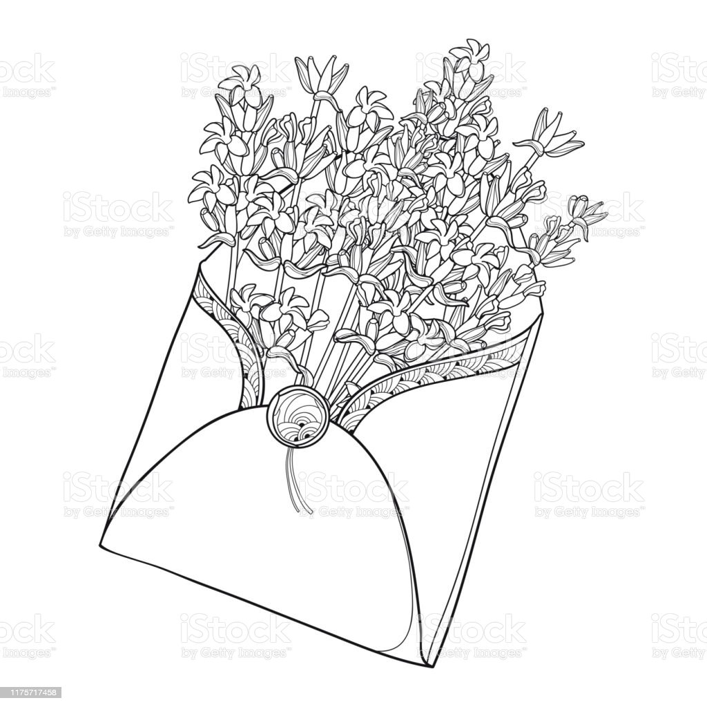 Detail Gambar Mewarnai Bunga Lavender Nomer 50