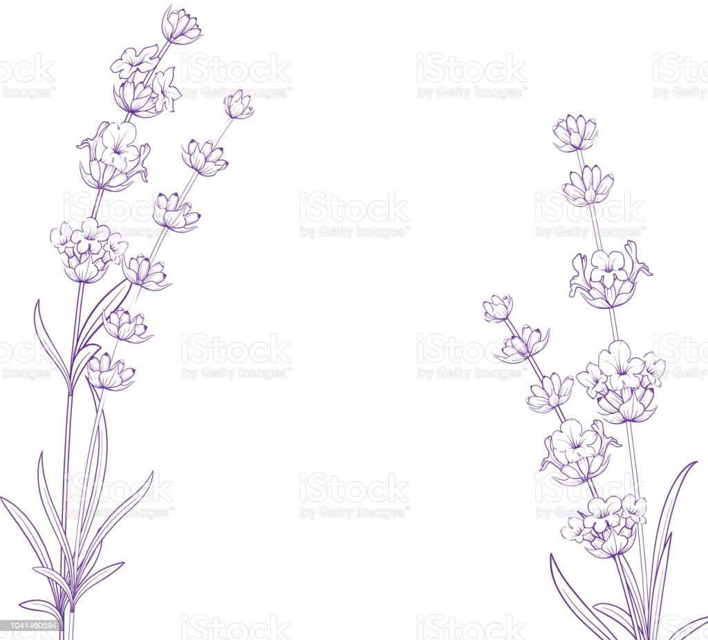 Detail Gambar Mewarnai Bunga Lavender Nomer 7