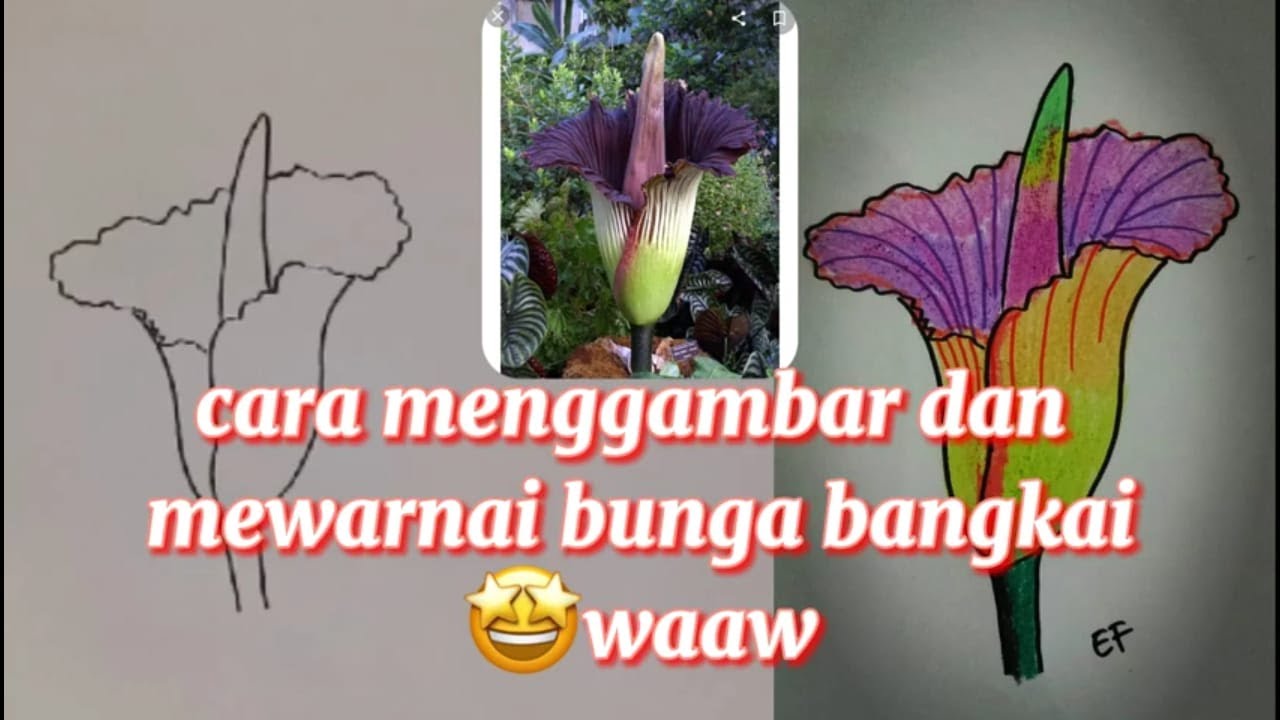 Detail Gambar Mewarnai Bunga Raflesia Nomer 15