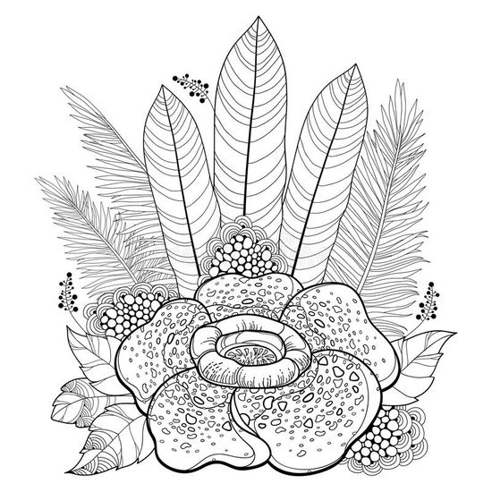Detail Gambar Mewarnai Bunga Raflesia Arnoldi Nomer 10