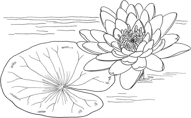 Detail Gambar Mewarnai Bunga Teratai Nomer 17