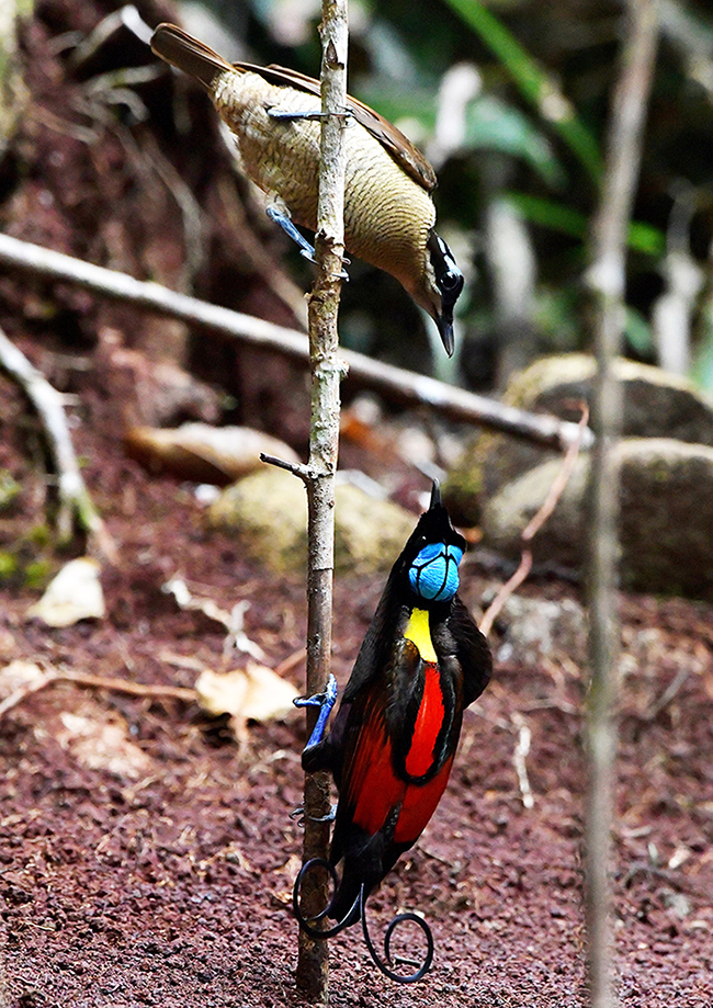 Detail Gambar Mewarnai Burung Cendrawasih Nomer 32