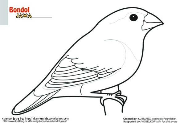 Detail Gambar Mewarnai Burung Cendrawasih Nomer 55