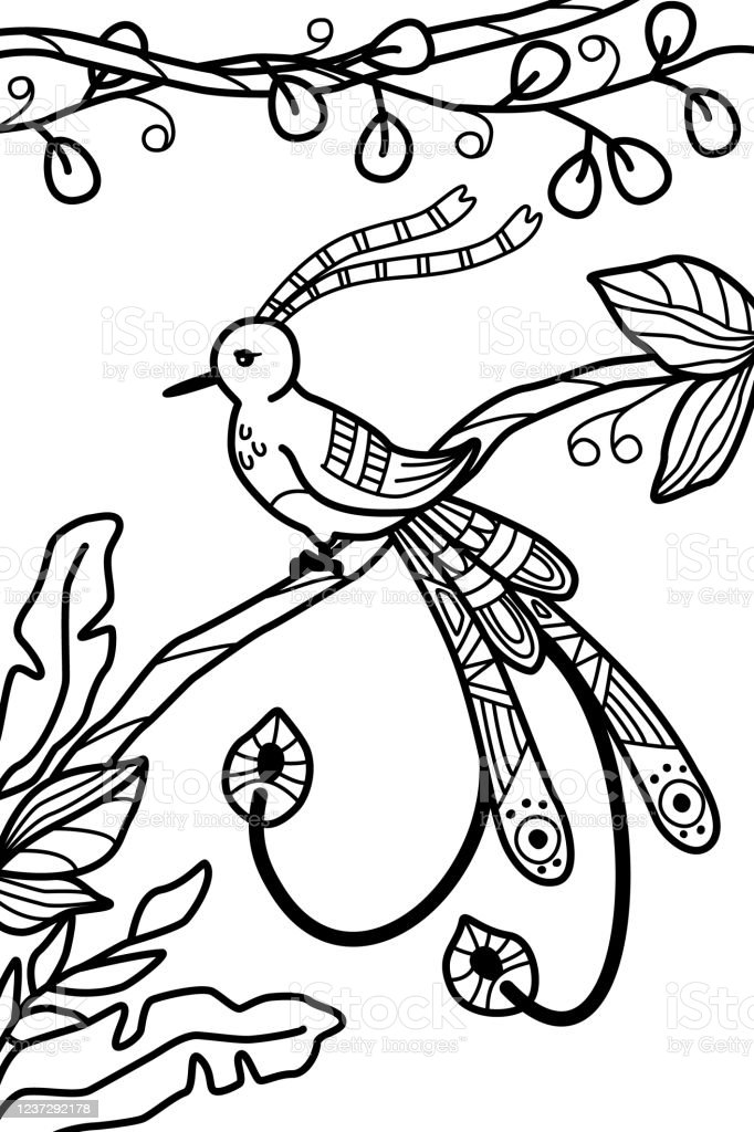 Detail Gambar Mewarnai Burung Cendrawasih Nomer 9