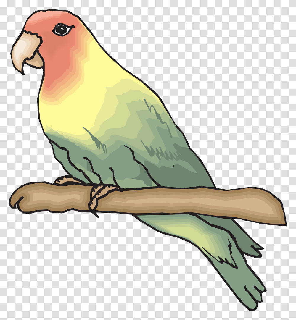 Detail Gambar Mewarnai Burung Lovebird Nomer 15
