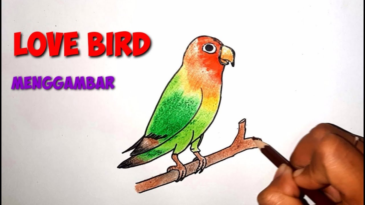 Detail Gambar Mewarnai Burung Lovebird Nomer 3