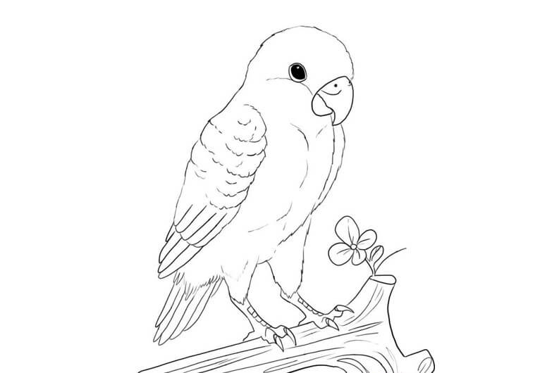 Detail Gambar Mewarnai Burung Lovebird Nomer 4