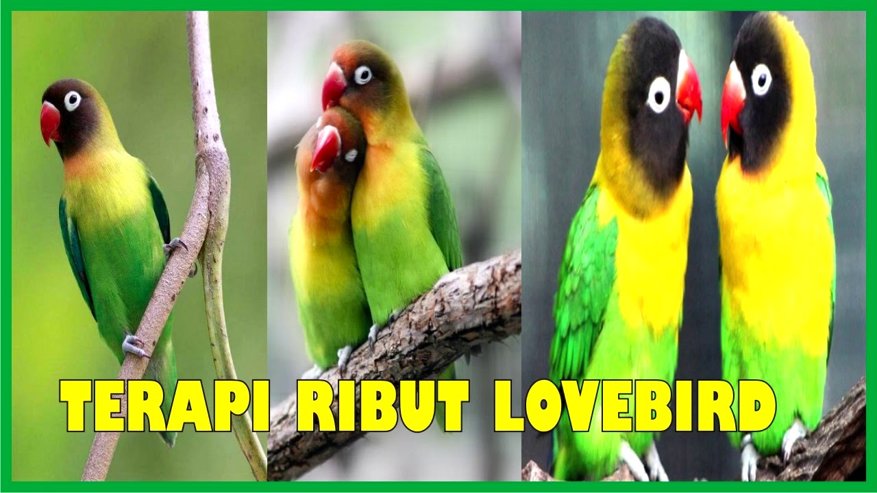 Detail Gambar Mewarnai Burung Lovebird Nomer 27