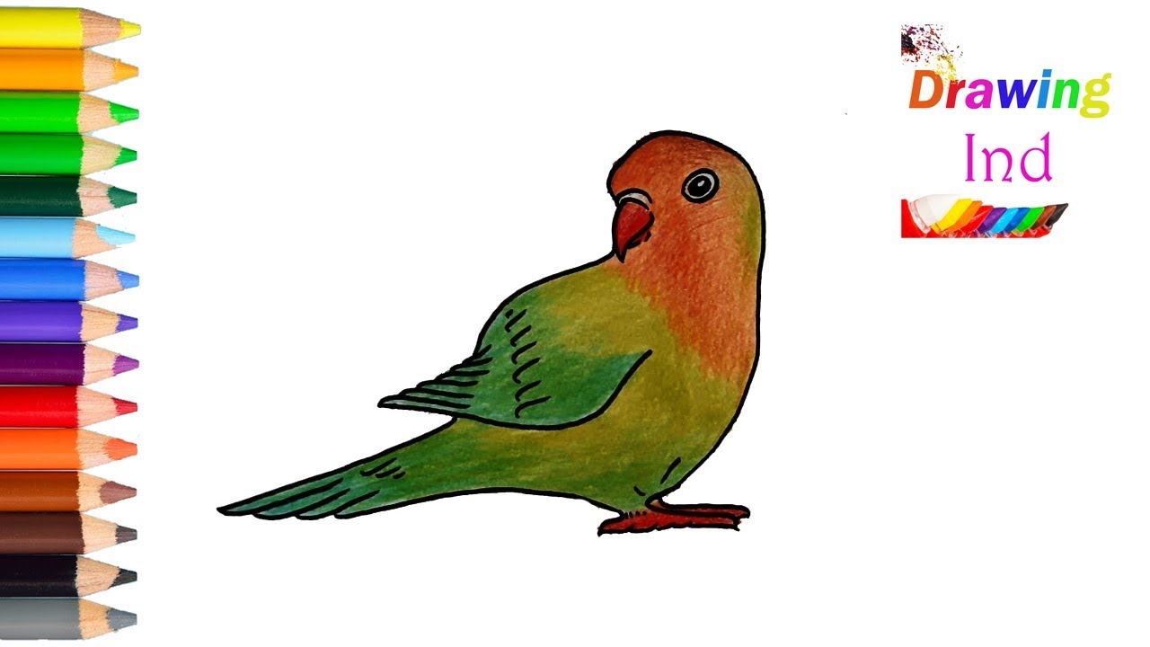 Detail Gambar Mewarnai Burung Lovebird Nomer 6