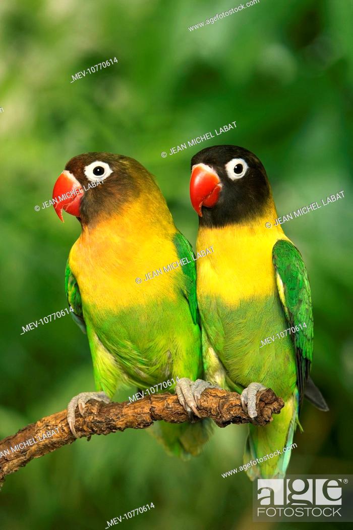 Detail Gambar Mewarnai Burung Lovebird Nomer 47