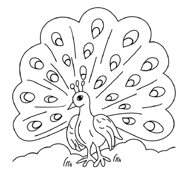 Detail Gambar Mewarnai Burung Merak Koleksi Nomer 10