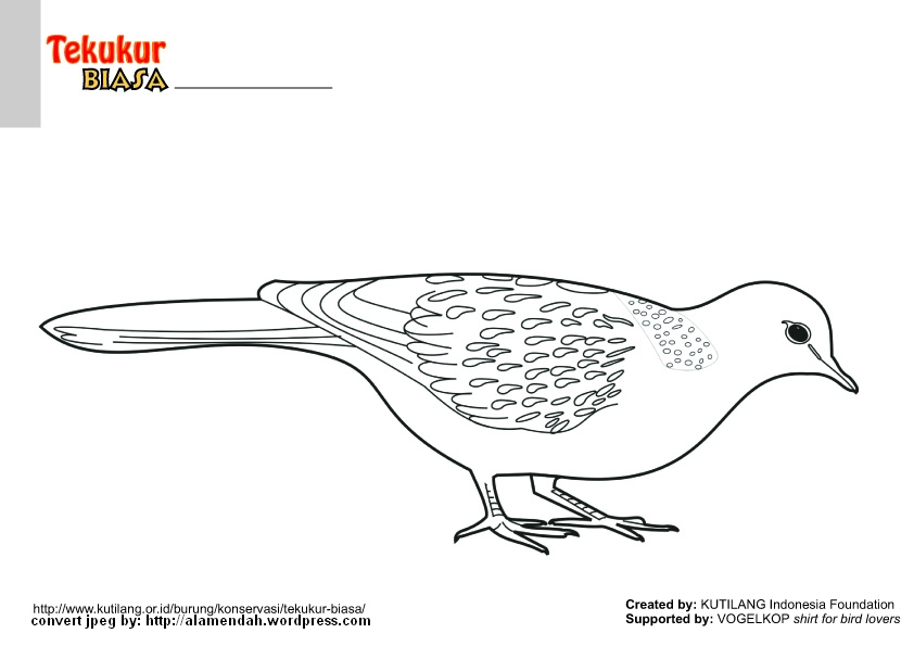 Detail Gambar Mewarnai Burung Merpati Nomer 50