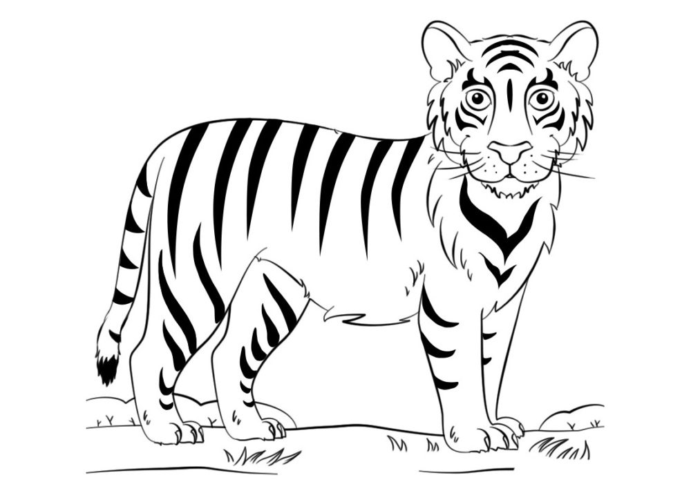 Detail Gambar Mewarnai Harimau Nomer 19