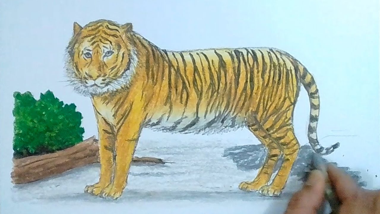 Detail Gambar Mewarnai Harimau Nomer 45