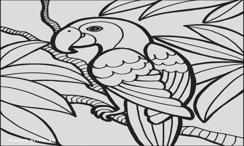 Detail Gambar Mewarnai Hewan Burung Nomer 57