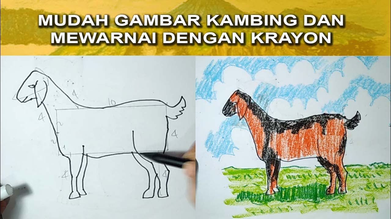 Detail Gambar Mewarnai Hewan Kambing Nomer 25