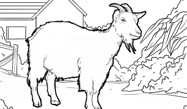 Detail Gambar Mewarnai Hewan Kambing Nomer 5