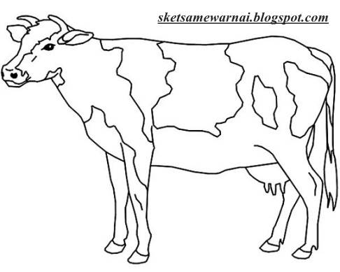 Detail Gambar Mewarnai Hewan Sapi Nomer 39