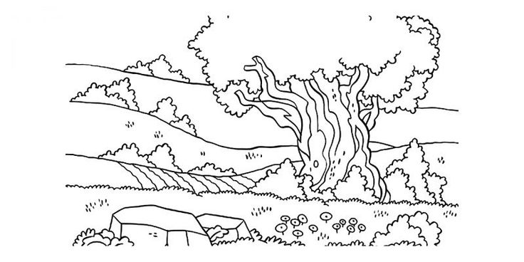 Detail Gambar Mewarnai Hutan Nomer 42