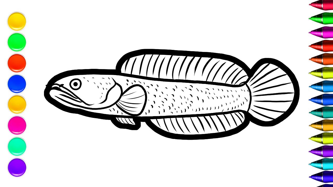 Gambar Mewarnai Ikan Gabus - KibrisPDR