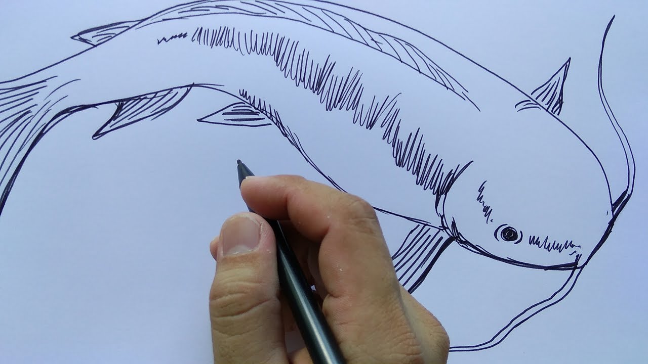 Detail Gambar Mewarnai Ikan Gabus Nomer 12