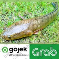 Detail Gambar Mewarnai Ikan Gabus Nomer 34