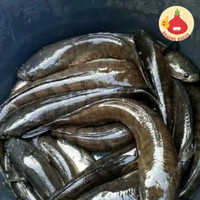 Detail Gambar Mewarnai Ikan Gabus Nomer 35