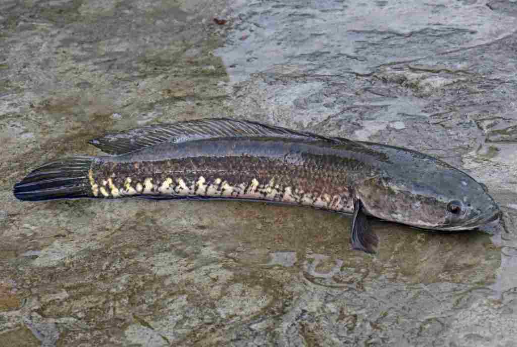 Detail Gambar Mewarnai Ikan Gabus Nomer 52