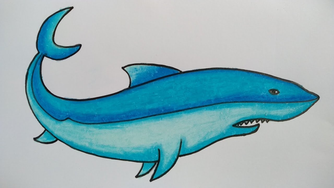 Detail Gambar Mewarnai Ikan Hiu Koleksi Nomer 13